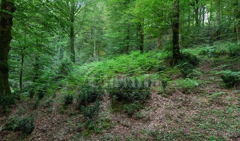 L’Associazione “Gente in Aspromonte“ riscopre i sentieri dimenticati: “Il Bosco di Rumbica”