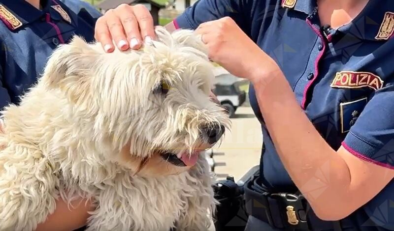 Lo spot della Polizia di Stato contro l’abbandono degli animali