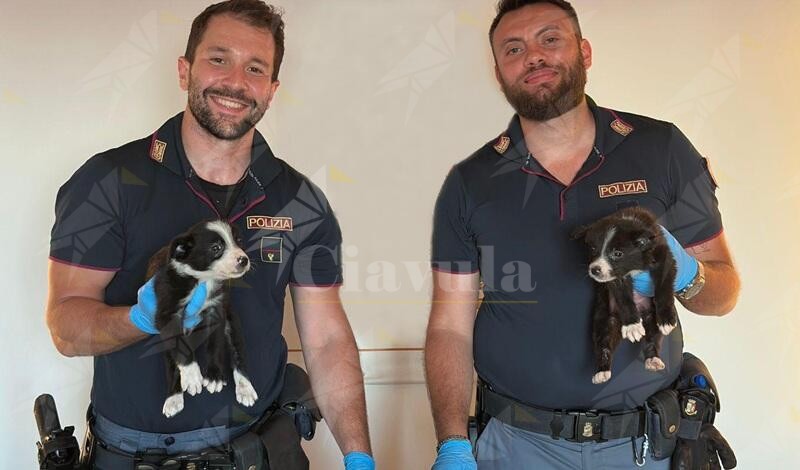 Traffico illecito di animali a Villa San Giovanni: la Polizia denuncia due uomini e salva 5 cuccioli
