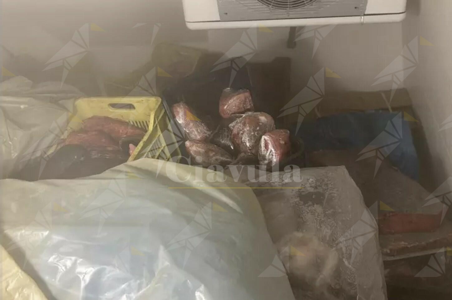La Guardia Costiera sequestra 500kg di tonno rosso al porto di Gioia Tauro