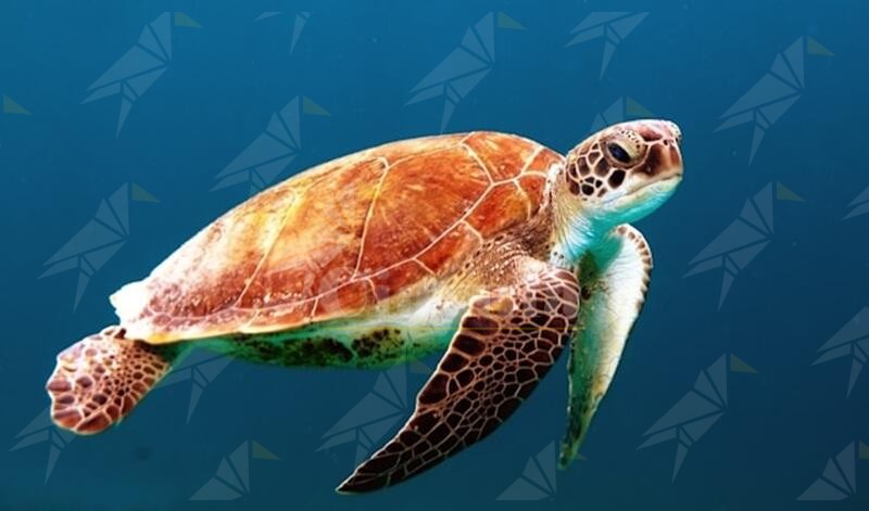 Tartaruga Caretta Caretta trovata morta sulla spiaggia tra Marinella e Gizzeria
