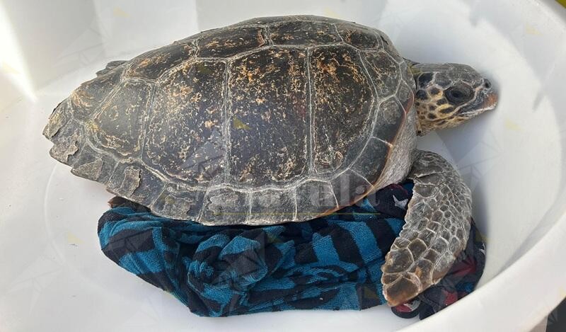 Luciana torna a casa: liberata ad Amantea tartaruga Caretta Caretta, esempio di rinascita e tutela ambientale
