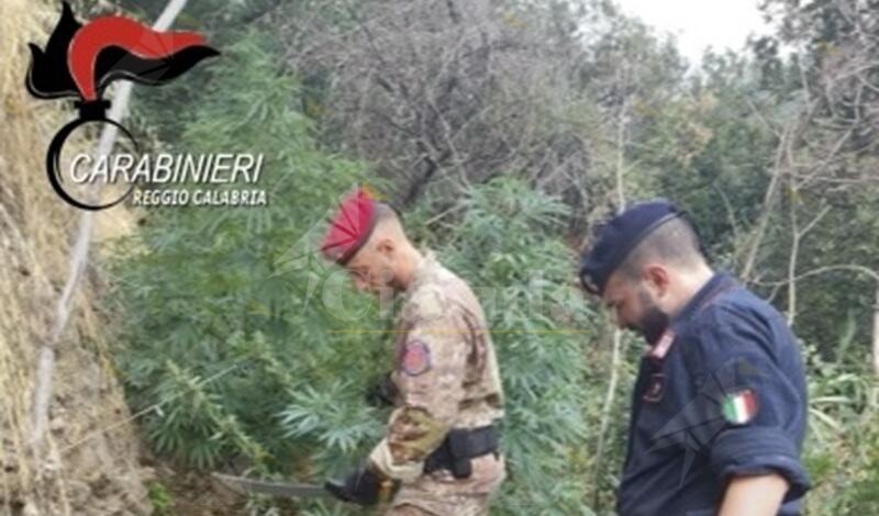 Scoperta maxi piantagione di marijuana nel Reggino, un arresto