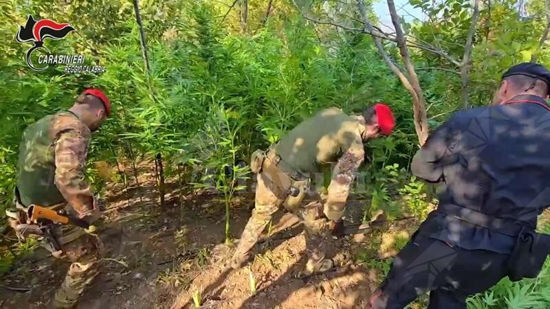Sequestrata una maxi piantagione di marijuana nelle campagne di Caulonia