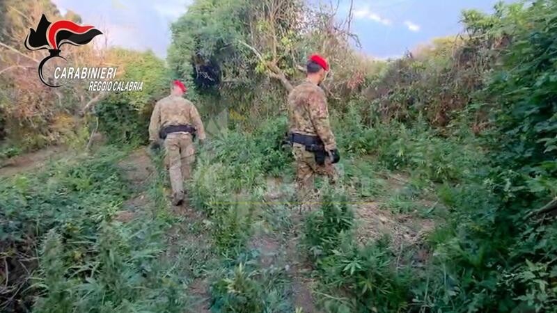 Individuata una maxi piantagione di marijuana a Nicotera, sequestrati oltre 100 kg di droga. 2 arresti