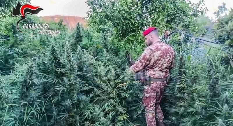 Scoperta una maxi piantagione di marijuana a Stilo. Rinvenute armi e munizioni a Monasterace