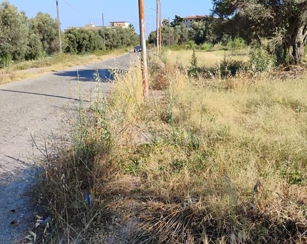 Incuria e degrado in Viale degli Ulivi a Caulonia