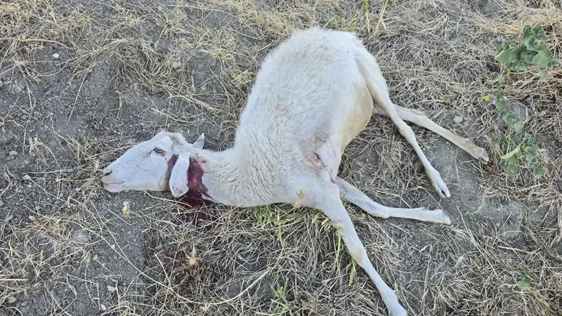 Lupi attaccano un gregge e uccidono quattro pecore a Strano di Caulonia