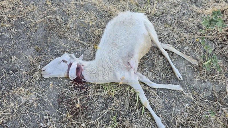 Lupi attaccano un gregge e uccidono quattro pecore a Strano di Caulonia