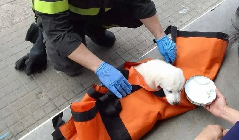 Cane chiuso in auto sotto il sole a Reggio Calabria: salvato dai Vigili del Fuoco, denunciata la proprietaria