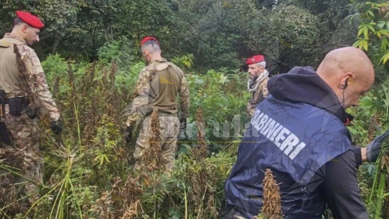 Scoperta piantagione di cannabis a Camini: arrestato un pensionato