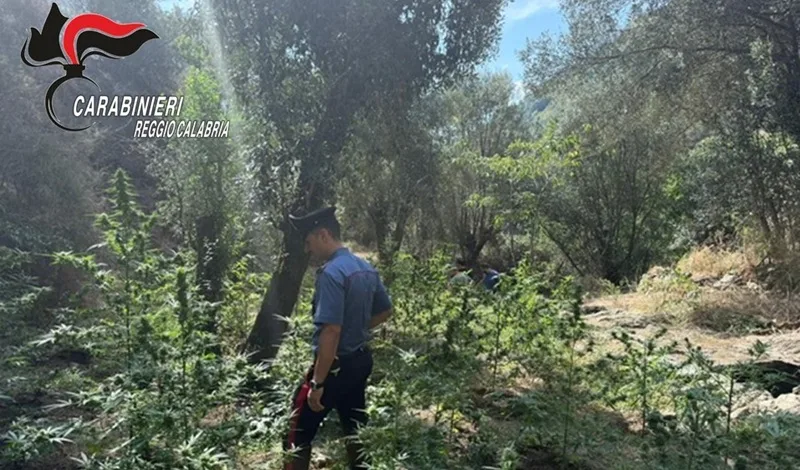 Sorpresi a coltivare marijuana, due arresti nella Locride