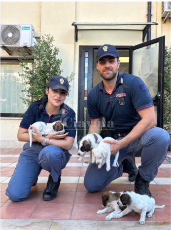 Sei cuccioli abbandonati in un sacco nel crotonese: salvati grazie all’intervento della Polizia