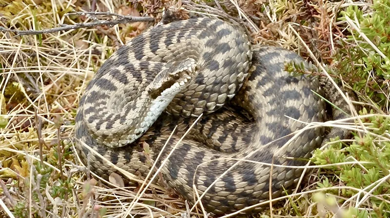 Paura a Rende, bimbo di 3 anni ricoverato dopo il morso di una vipera