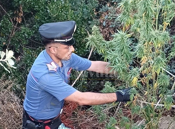 Beccato in possesso di cocaina, marijuana e hashish, arrestato