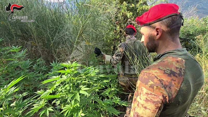 Rinvenuta una piantagione di canapa indiana nel reggino