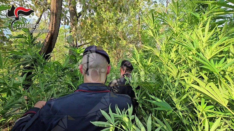 Scoperta una piantagione di canapa indiana nel reggino