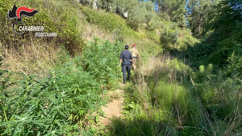 Sequestrata una piantagione di cannabis a Delianuova, tre persone denunciate