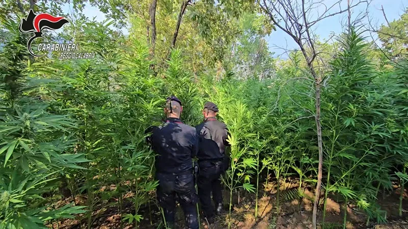 Rinvenuta una piantagione di cannabis a Roccella Jonica, due arresti Rinvenuta una piantagione di cannabis a Roccella Jonica, due arresti