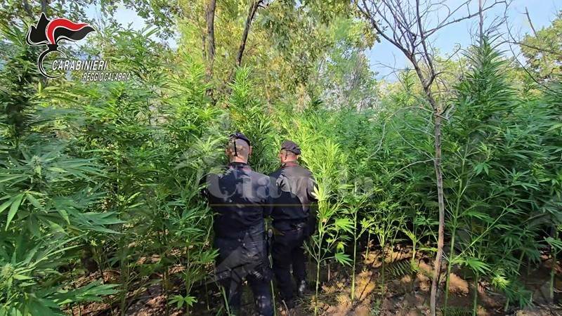 Rinvenuta una piantagione di cannabis a Roccella Jonica, due arresti