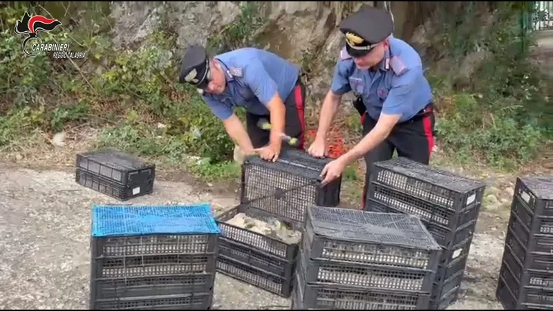 In auto con 2.200 uccelli protetti in condizioni precarie, denunciato