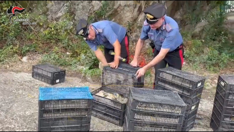 In auto con 2.200 uccelli protetti in condizioni precarie, denunciato