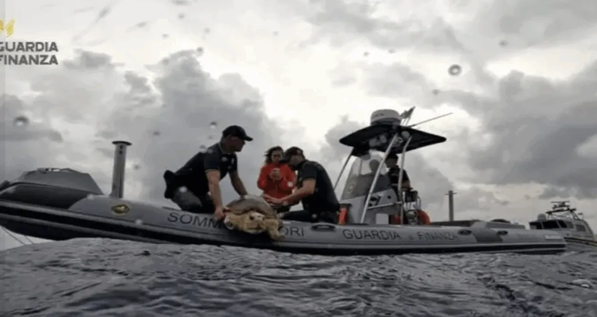 Torna in mare “Ariel” la tartaruga Caretta-Caretta soccorsa nel vibonese Torna in mare “Ariel” la tartaruga Caretta-Caretta soccorsa nel vibonese
