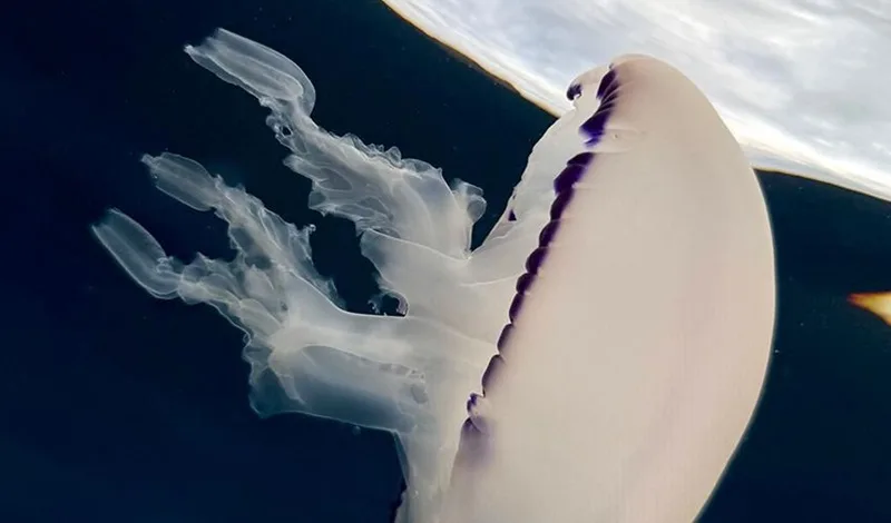 Il calabrese Ciccio Sesso trionfa ai mondiali di fotografia subacquea con un oro e un argento