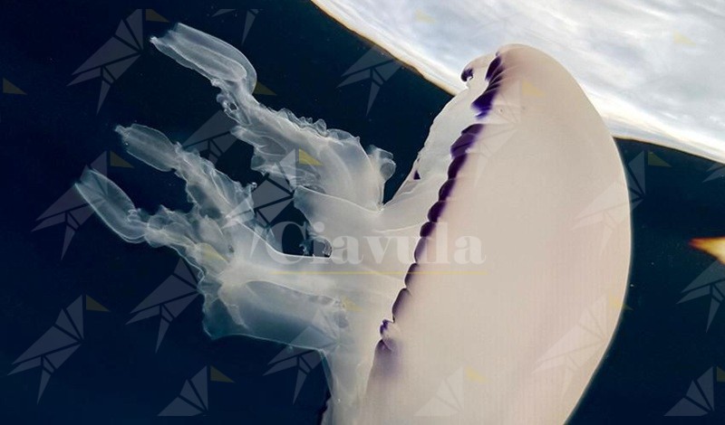 Il calabrese Ciccio Sesso trionfa ai mondiali di fotografia subacquea con un oro e un argento