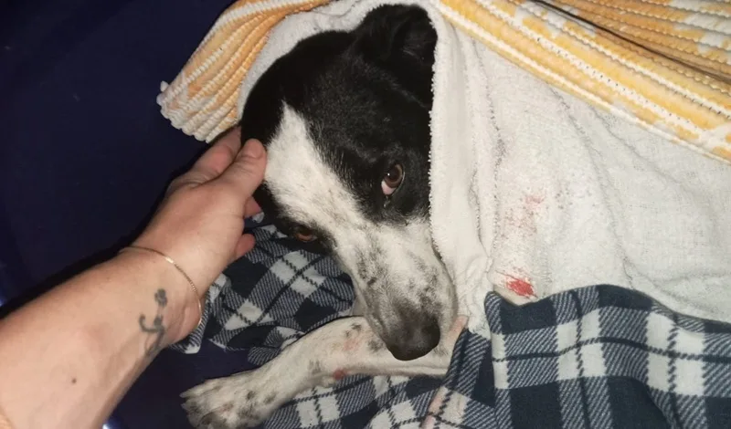 Spari contro un cane a Siderno: l’associazione Fare Ambiente denuncia l’accaduto