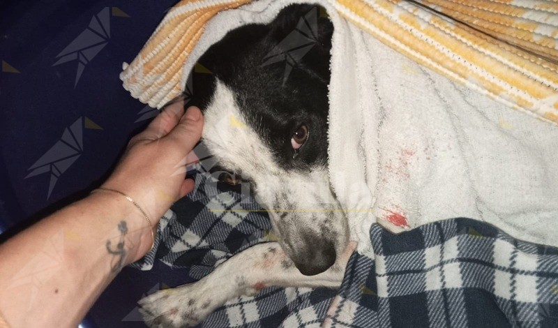 Spari contro un cane a Siderno: l’associazione Fare Ambiente denuncia l’accaduto