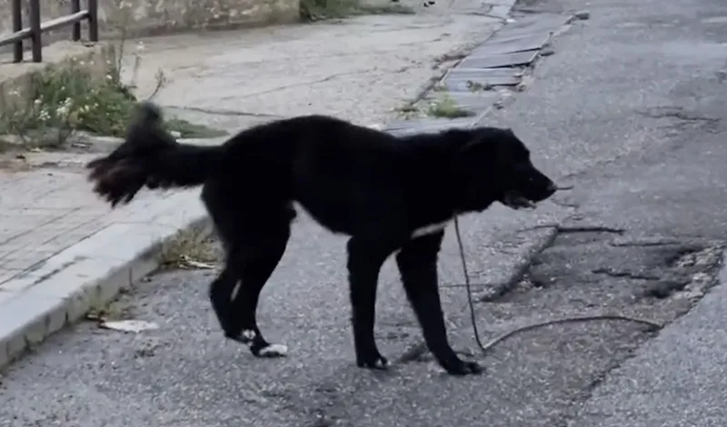 Cane trovato morto a Reggio Calabria, l’ass. Fare Ambiente denuncia un nuovo caso di sospetto avvelenamento
