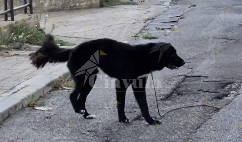 Cane trovato morto a Reggio Calabria, l’ass. Fare Ambiente denuncia un nuovo caso di sospetto avvelenamento