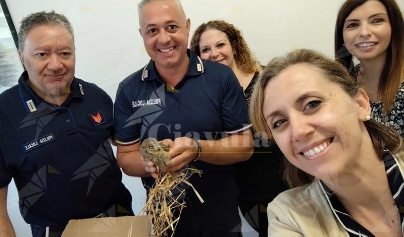 Assiolo in difficoltà salvato grazie ai bambini dell’IC Marina di Gioiosa Ionica-Mammola