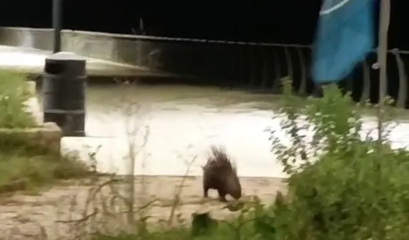 Istrice a passeggio sul lungomare di Caulonia –VIDEO Istrice a passeggio sul lungomare di Caulonia –VIDEO