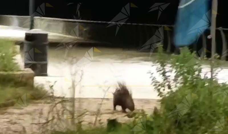 Istrice a passeggio sul lungomare di Caulonia –VIDEO