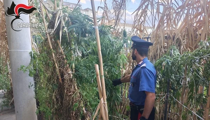 Coltiva una piantagione di cannabis mentre è ai domiciliari. Un arresto ad Africo Nuovo