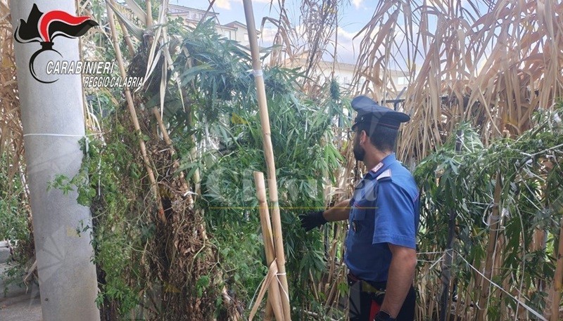 Coltiva una piantagione di cannabis mentre è ai domiciliari. Un arresto ad Africo Nuovo Coltiva una piantagione di cannabis mentre è ai domiciliari. Un arresto ad Africo Nuovo