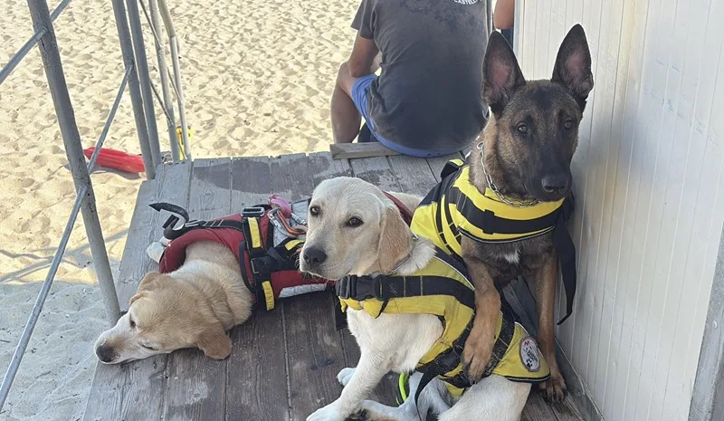 Le Unità Cinofile Croce Verde Catanzaro esprimono solidarietà all’Ass. Equipariamo per la tragica uccisione dei cani da Pet Therapy