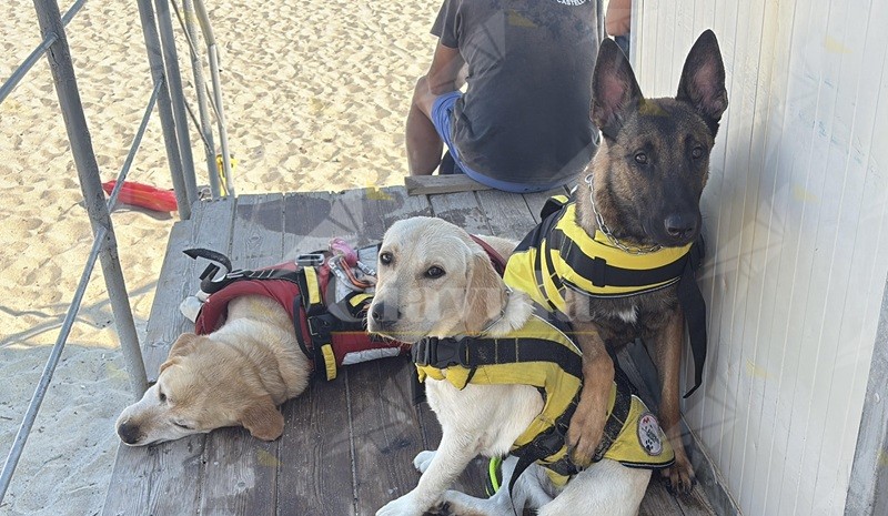Le Unità Cinofile Croce Verde Catanzaro esprimono solidarietà all’Ass. Equipariamo per la tragica uccisione dei cani da Pet Therapy