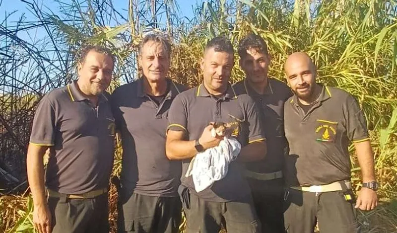 Incendio nel Vibonese: i Vigili del Fuoco salvano un gattino durante le operazioni di spegnimento