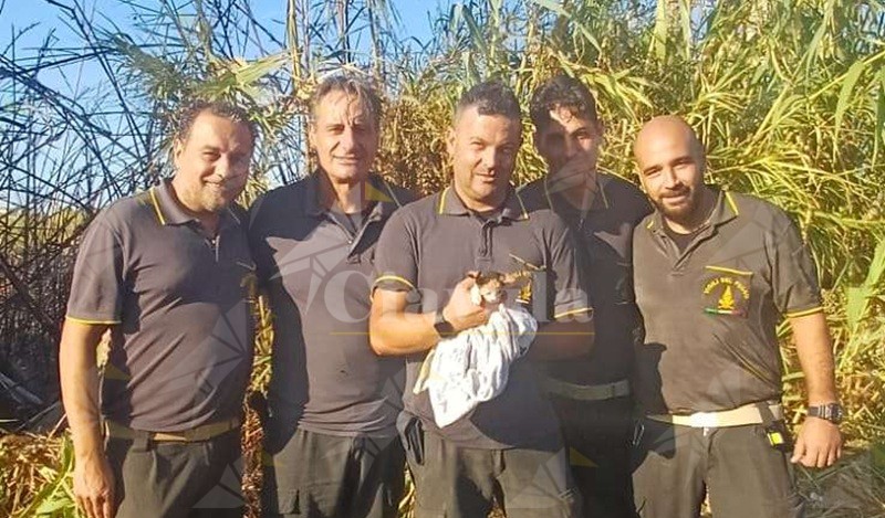Incendio nel Vibonese: i Vigili del Fuoco salvano un gattino durante le operazioni di spegnimento