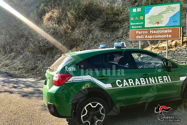 Bracconaggio in Aspromonte: denunciato un uomo per cattura illegale di ghiri
