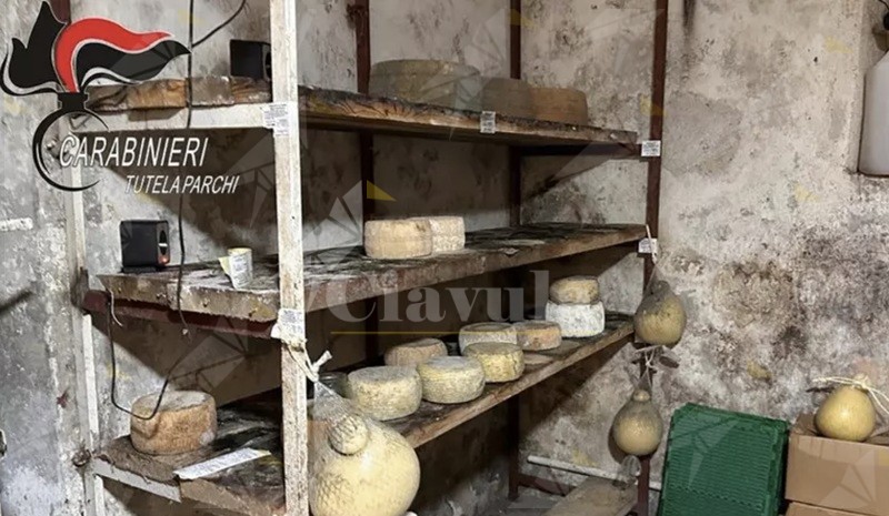 Irregolarità igienico-sanitarie in un’azienda in Calabria: sequestrati 11 quintali di formaggi. Denunciato il titolare