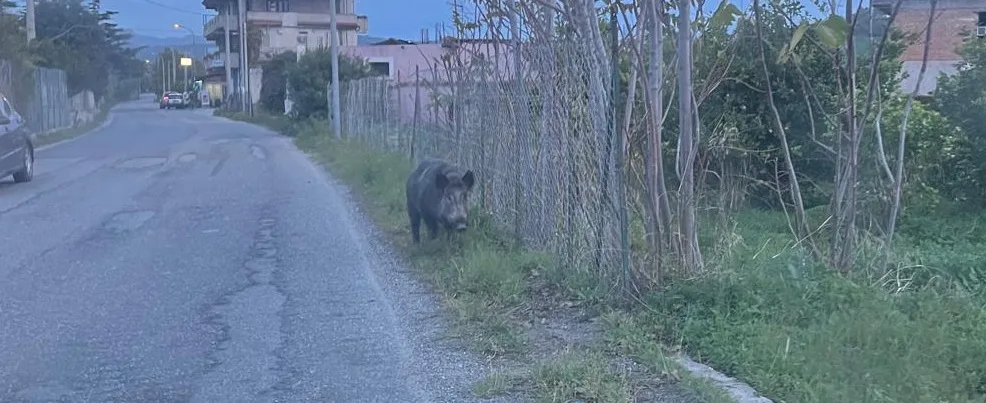 Cinghiale a spasso per le strade di Focà di Caulonia