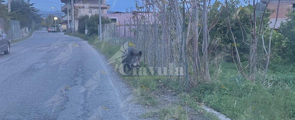 Cinghiale a spasso per le strade di Focà di Caulonia