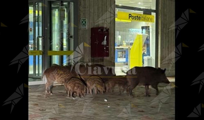 Gruppo di cinghiali a spasso nel centro di Vibo