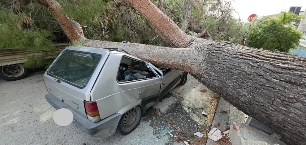 Albero crolla su un’auto in transito a Roccella Jonica. Sfiorata la tragedia