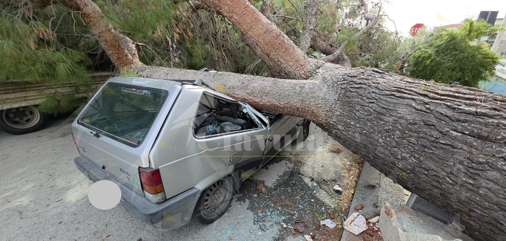 Albero crolla su un’auto in transito a Roccella Jonica. Sfiorata la tragedia