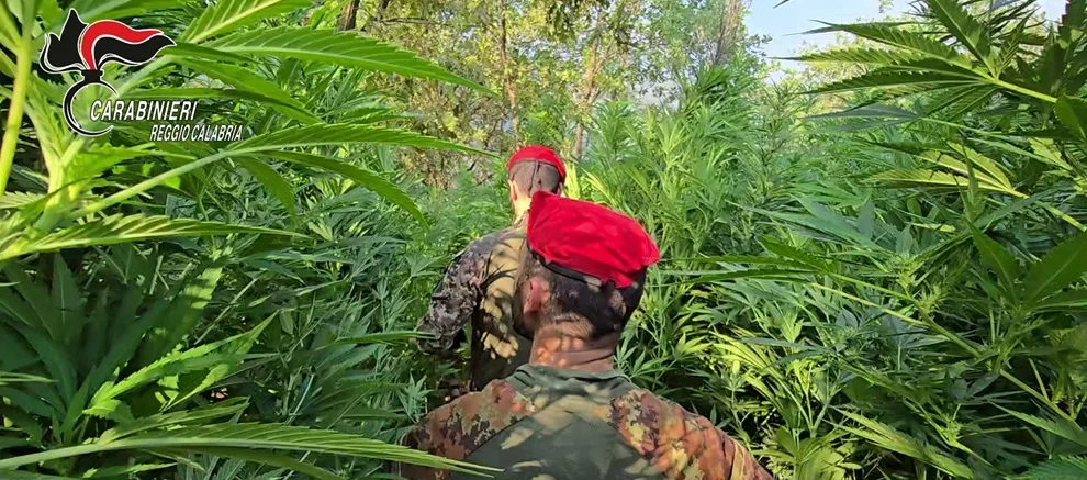 Rinvenuta una maxi piantagione di marijuana nelle campagne di Rizziconi, una persona in manette